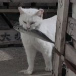 依恋-抽象org